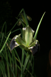 Iris tuberosa RCP3-2015  (30).JPG